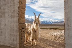 Abenteuer Pamir-Highway und Wakhan-Tal, 13 Tage