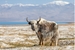 Wanderreise: Pamir Highway und Pik Lenin, 18 Tage