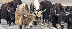 Tadschikistan Reisetipps