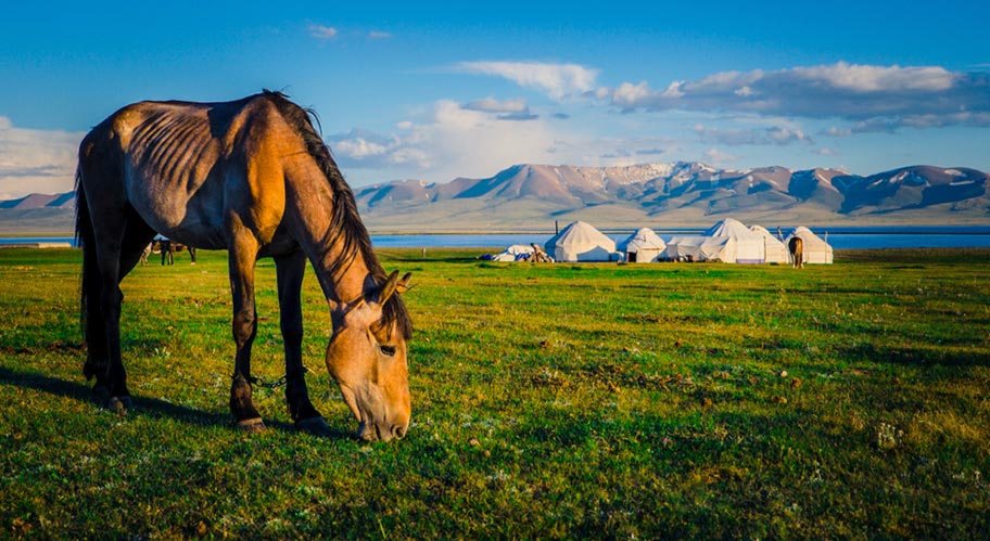 Pferd, Jurte, Natur Kirgistan Kirgistan Abenteuer Pferd Jurte