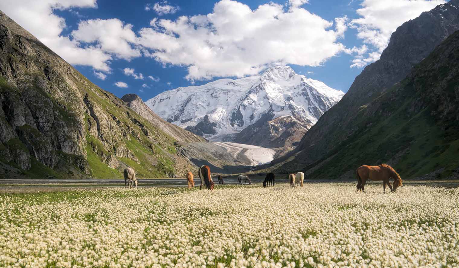 Pferde grasen in den Bergen von Tien Shan in Kirgistan