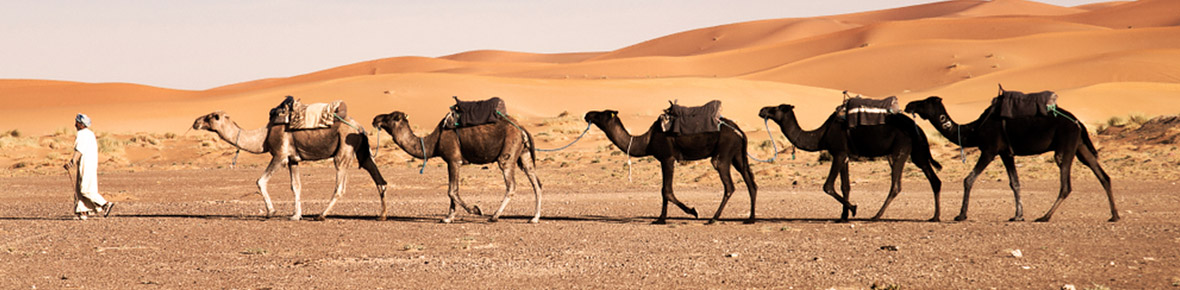 seidenstrasse-kamele