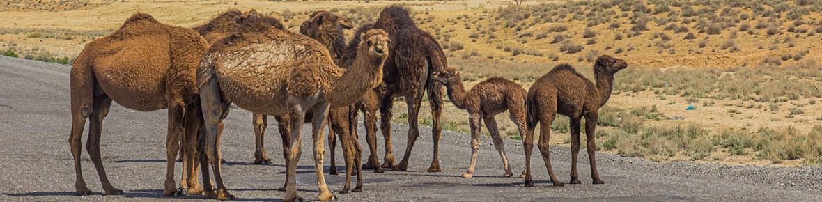 Turkmenistan Gruppenreisen